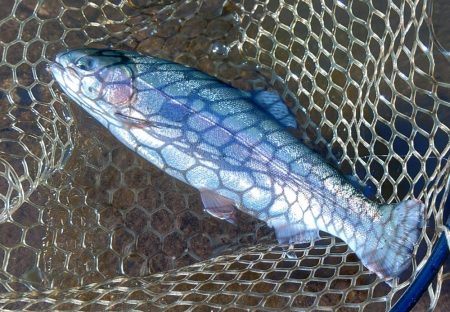 大物狙いでエキスパートエリア ～平谷湖フィッシングスポット～